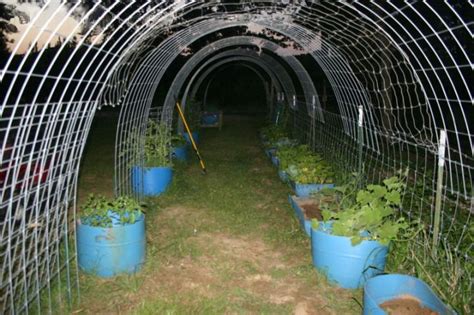 How do you build an underwater tunnel? TRELLISES! - Ooooby | Garden trellis, Climbing plants, Trellis