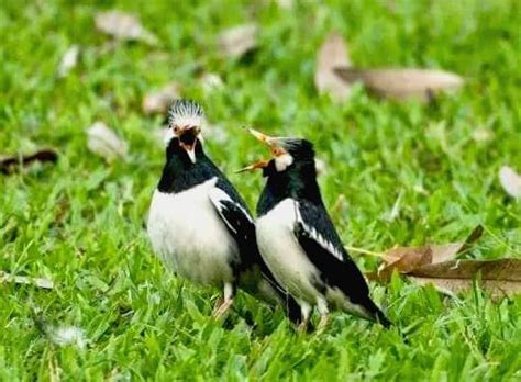 Cupang jantan dijuluki ikan aduan siam karena sangat agresif antara satu sama lain dan dengan cupang betina. Cara Membedakan Jalak Suren Jantan dan Betina | Jalak ...