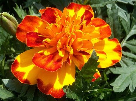 Surprise your loved ones with a fresh proflowers® flower delivery. Tomato Addict: Marigolds