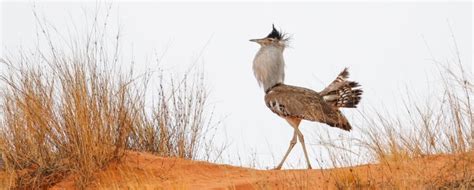 5 Of The Best Birdwatching Apps In South Africa Birda