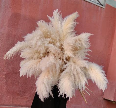 Pampas Grass 3 Ct Natural Dried Pampas Grass Decor Reed Etsy Pampas