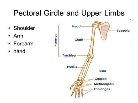 Pectoral Girdle And Upper Limb Muscles