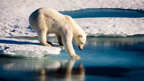 Alaska Scientists Say Polar Bear Encounters To Increase