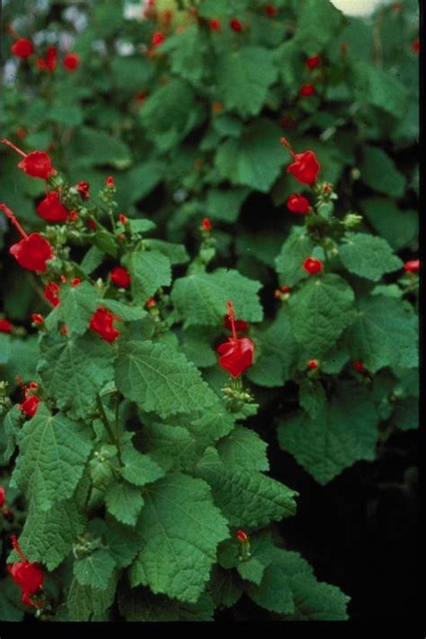 Check spelling or type a new query. Turks Cap Botanical Name: Malvaviscus arboreus v ...