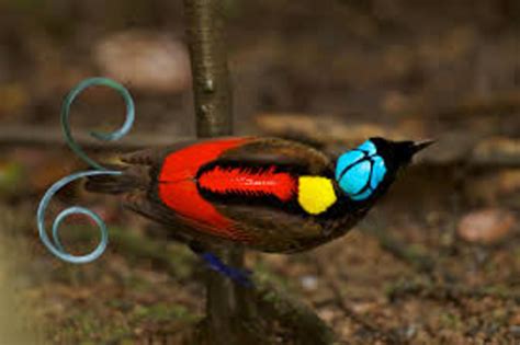 Bird Of Paradise Facts Owlcation
