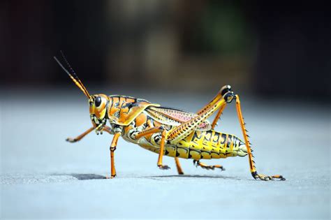 Imagen Gratis Saltamontes Insectos Animales