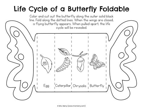 Foldable Butterfly Life Cycle Printable Etsy Finland