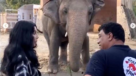 Kaavan Worlds Loneliest Elephant Released From Captivity Courtesy
