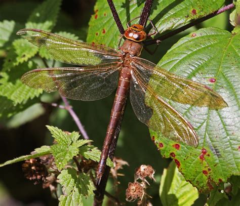 Michael Foley Natural History © Dragonfly Brown Hawker And Migrant