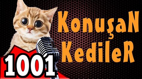 Komik Kedi Videoları Konuşan Kediler 1001 Yenİ BÖlÜm Youtube