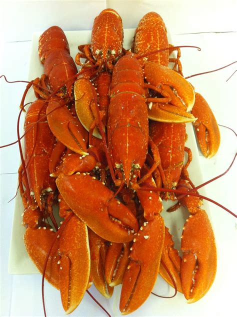 Cooked Whole Lobster Latimers Seafood