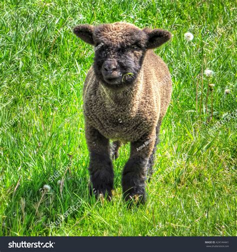 Cute Baby Lamb Green Grass Stock Photo 424144441 Shutterstock