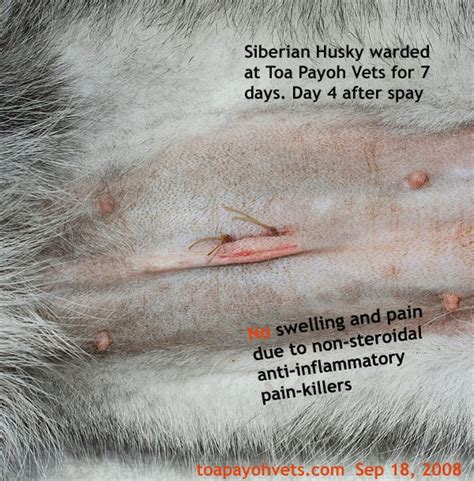 But as cats get better care, and potential problems are diagnosed earlier, they may also need surgery for other conditions. 031208ASingapore veterinary dog cat rabbits hamster ...