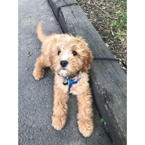 Welcome to midwest doodle ranch we take pride in raising some of the best looking, healthiest pups you will find! Adorable 4.5 month old make Cavapoo puppy for sale in Omaha, Nebraska - Puppies for Sale Near Me