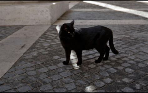 Halloween Piden Cuidar A Gatos Negros En Sonora Por Ritos Satánicos