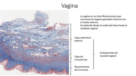 Histolog A De La Vagina Apuntes Med Udocz