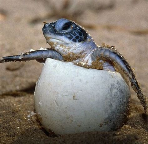 Baby Sea Turtle Coming Out Of Its Egg Hatching Reptiles And Amphibians