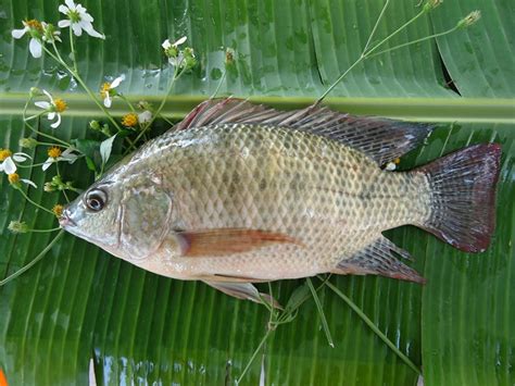 The Nutritional Value And Benefits Of Tilapia And Whether Tilapia Are