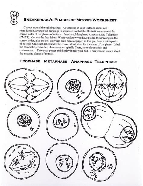 Mitosis Worksheet And Diagram Identification Answers