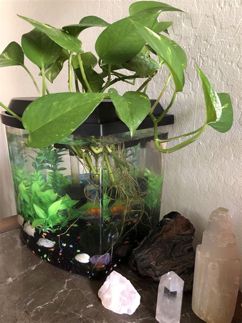 How Do I Put Plants In My Fish Tank Aquascape
