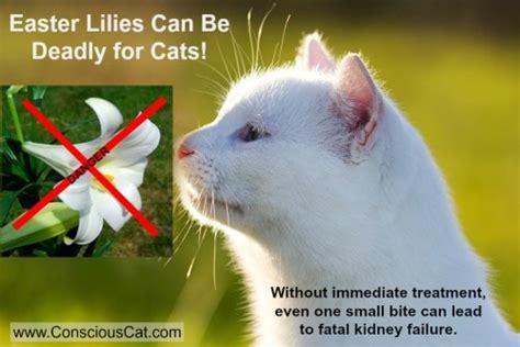 Easter Lilies And Cats A Potentially Deadly Combination The