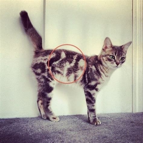 30 Cats With Unusual Markings 8 Reminded Me That