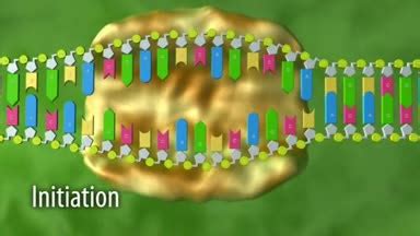 Die prozessierung der rna findet bereits während der transkription statt. GIDA - Transkription & Prozessierung der prä-mRNA - nanoo.tv