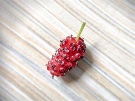 Mulberry Wild Berries Free Photo On Pixabay