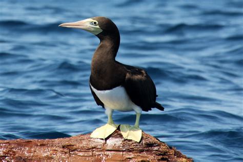 Seabirds Fighting For Land Phenotypic Consequences Of Breeding Area