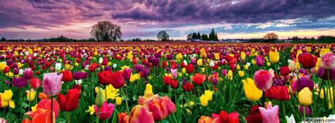 Field Of Tulips Facebook Covers My Style Pinterest Facebook