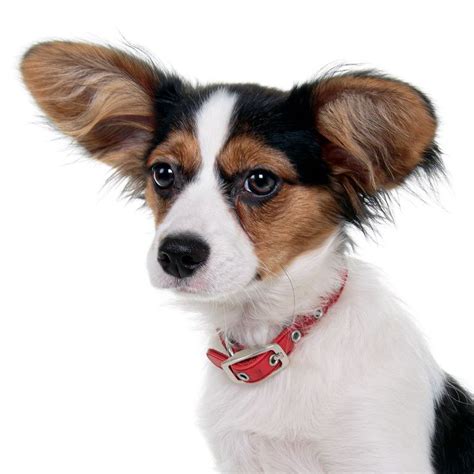 Dogs With Big Ears Papillon Apartment Dogs Afghan Hound Pretty Dogs