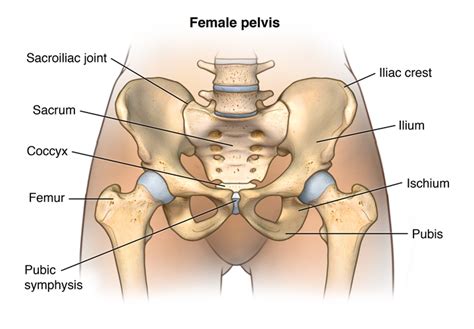 Hämta det här female bones and nerves back fotot nu. Anatomy of the Male and Female Pelvis - Comprehensive ...