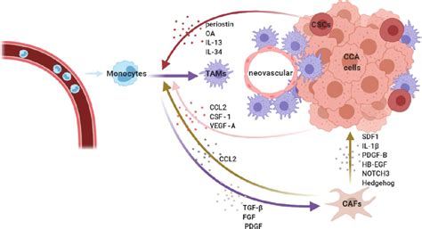 Tumor Associated Macrophages In Cholangiocarcinoma Complex Interplay
