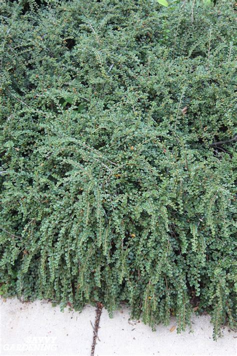 Evergreen Groundcover Plants 20 Choices For Year Round Interest