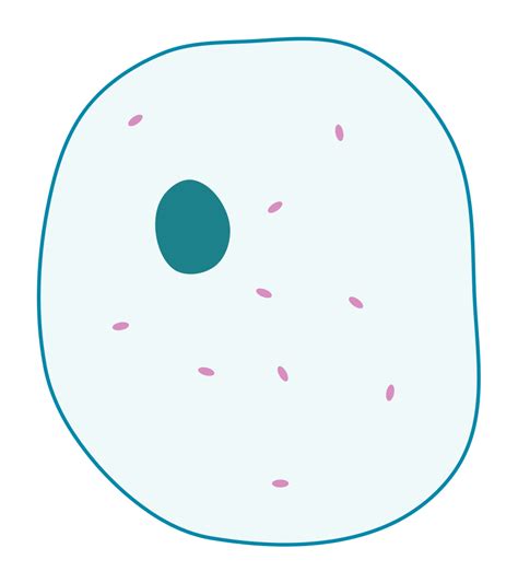 Filesimple Diagram Of Animal Cell Blanksvg Wikimedia Commons