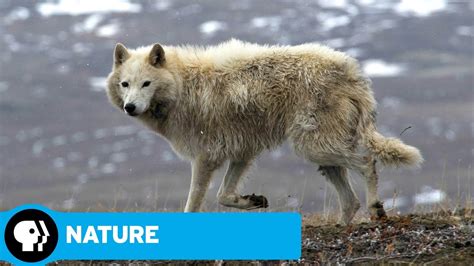 Nature Arctic Wolf Pack Official Trailer Pbs Youtube
