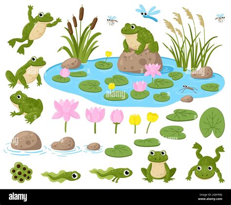 Cartoon Frogs Cute Amphibian Mascots Frogspawn Tadpoles Green Frogs