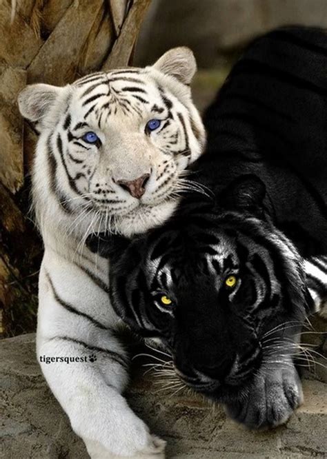 Rare Black And White Tigers Green Leaf Girl Pinterest