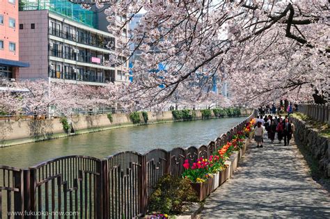 Fukuoka Cherry Blossom Sakura Guide 2021 Fukuoka Now