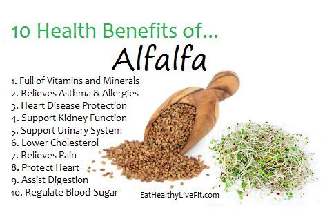 Alfalfa is a simple powerhouse herb that is high in many nutrients and helps cleanse the blood. Organic ALFALFA Premium Powder 1 lb Herbal Protein, Never ...