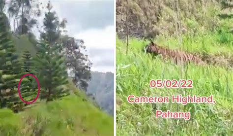 Watch Tiger At Main Road Sighting In Cameron Highlands Causes A Stir