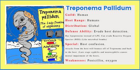Treponema Pallidum Syphilis The Lady Proxima Of Organisms