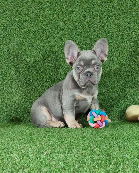 Bulldog Francés Macho Blue Lillac Comprar Perros Y Cachorros