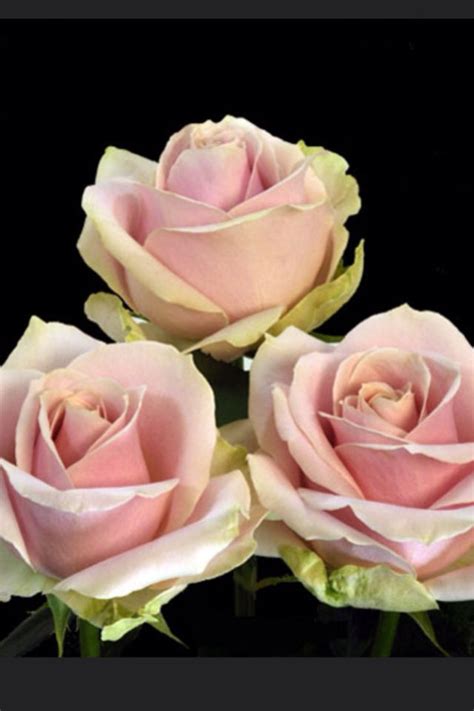 Sweet Avalanche Roses Wholesale Flowers Online Wedding