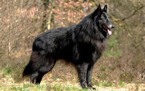 Groenendael Information And Dog Breed Facts Pets Feed