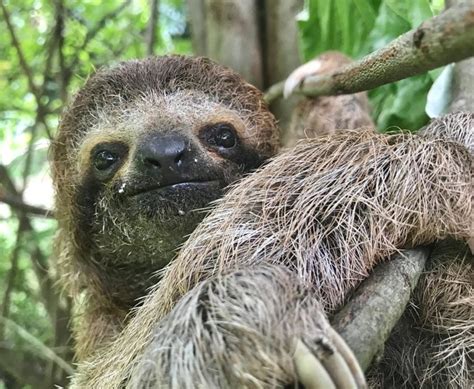 Why Are Sloths So Slow The Sloth Institute