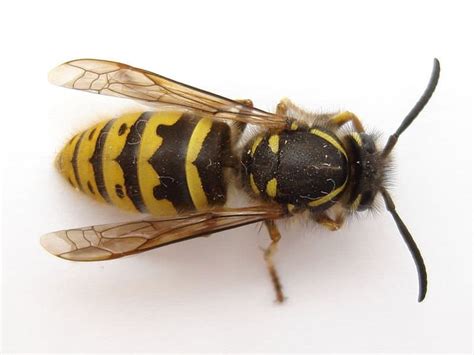 Picture 7 Of 8 Wasp Hymenoptera Pictures And Images Animals A Z