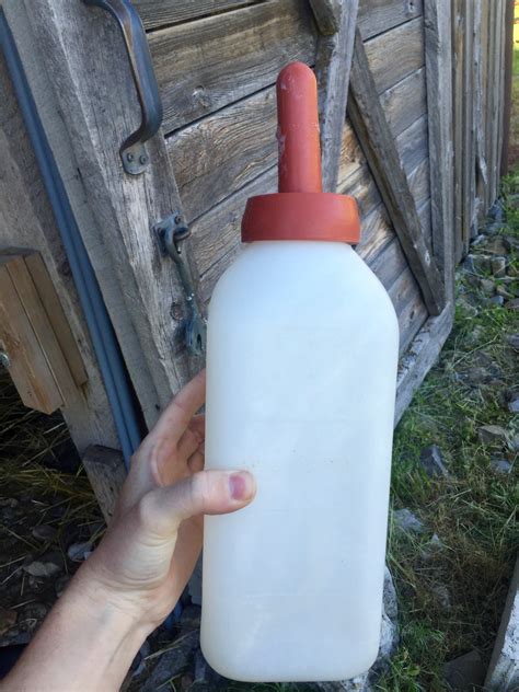 How To Bottle Feed A Calf Longbourn Farm