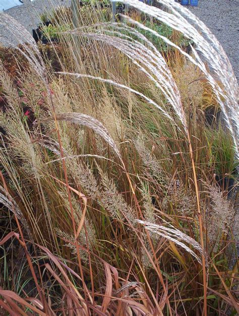 Flame Miscanthus Korean Feather Reed Grass And Skyracer Molinia