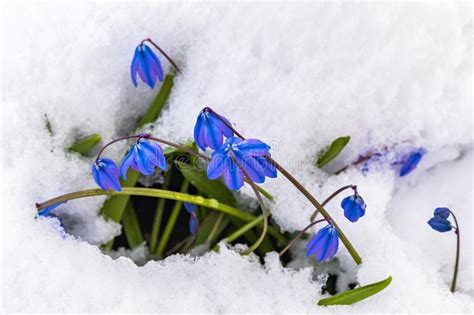Flowers Blue Snowdrops Under Snow Stock Image Image Of Beauty Azure 106324823